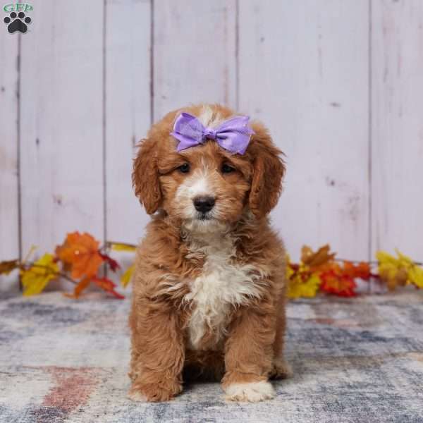 Macie, Mini Goldendoodle Puppy